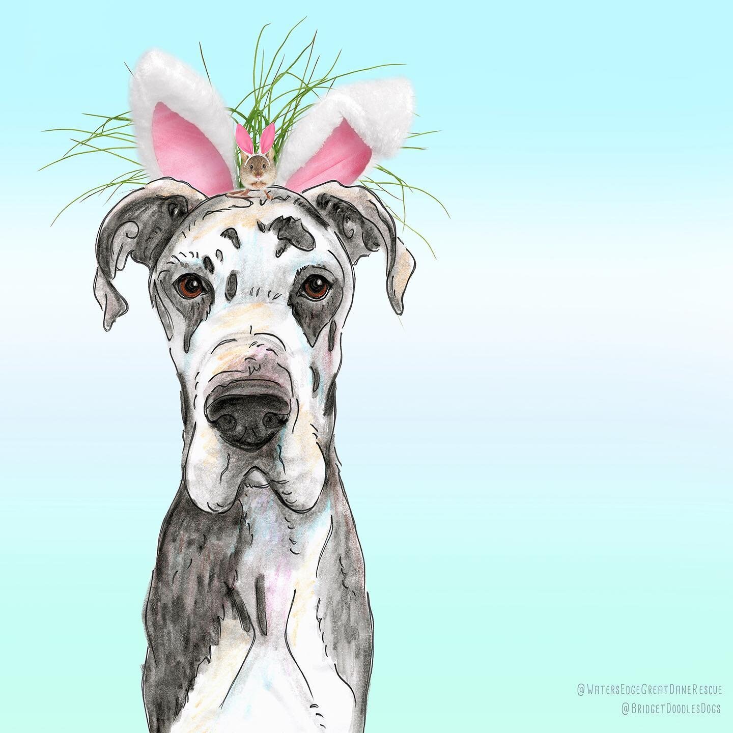 Somebunny loves you! Will you take me home? Featuring stunning harlequin #greatdane BRUNO who is searching for his forever home through @watersedgegreatdanerescue 
#lookintomyeyes #resistanceisfutile #takemehome 
---------
Great news: BRYNN the brind