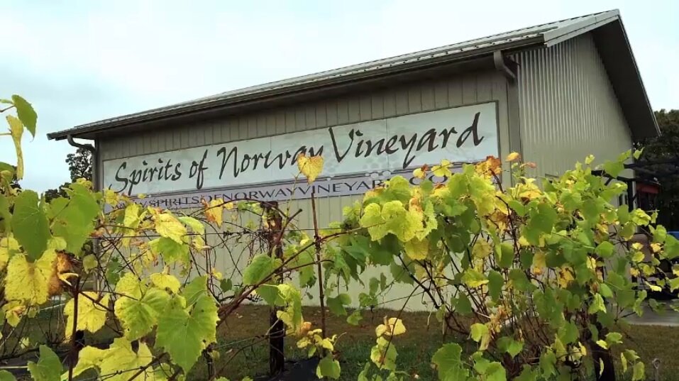 vineyard video pic.jpg
