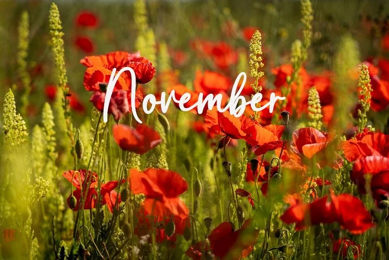 November 2022 Newsletter