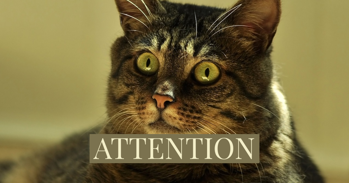 Adobe_Post_20190806_090352.png