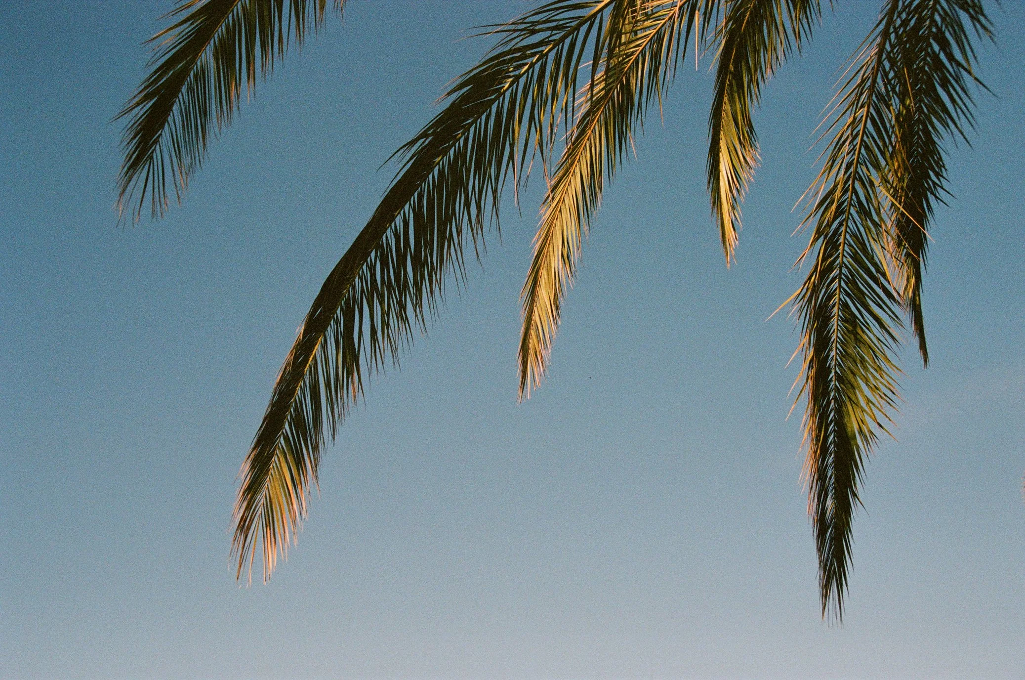 Palm.jpg