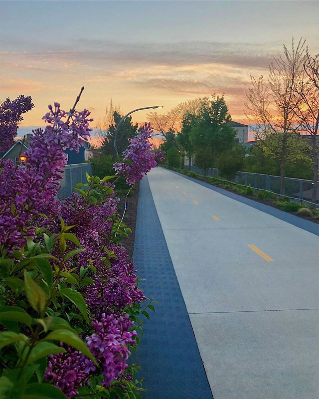 It&rsquo;s starting to look a lot like springtime, Chicago. Let&rsquo;s open those windows. Here&rsquo;s a little color inspiration in lilac and apricot from the 606. .
.
.
.
.
#chicago #spring #606 #design #inspiration from #nature #sunset #color #l