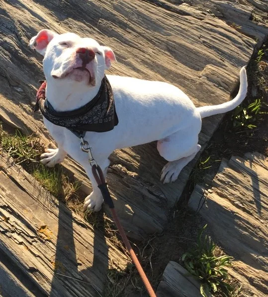 Charlie Darwin enjoys the fresh air and sunshine at KELT's Thorne Head Preserve.