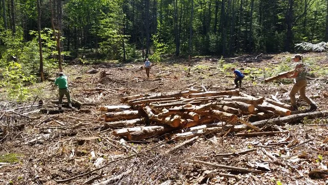 Staff and volunteers work to build brush piles…great habitat for small mammals, amphibians, and birds!