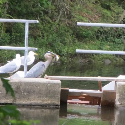 heron small.jpg
