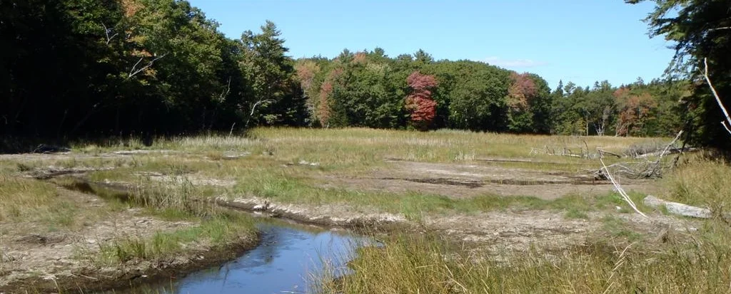Little-River-Downstream-of-Phragmites-Site-09-27-12-Large.jpg