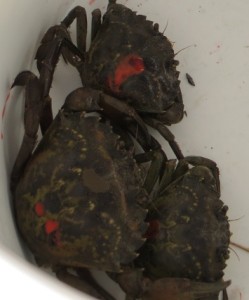 crabs-in-a-bucket-smaller-249x300.jpg