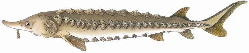 Illustration by Roz Davis Designs. Sturgeon drawing courtesy of the Maine Department of Marine Resources Recreational Fisheries program & the Maine Outdoor Heritage Fund.