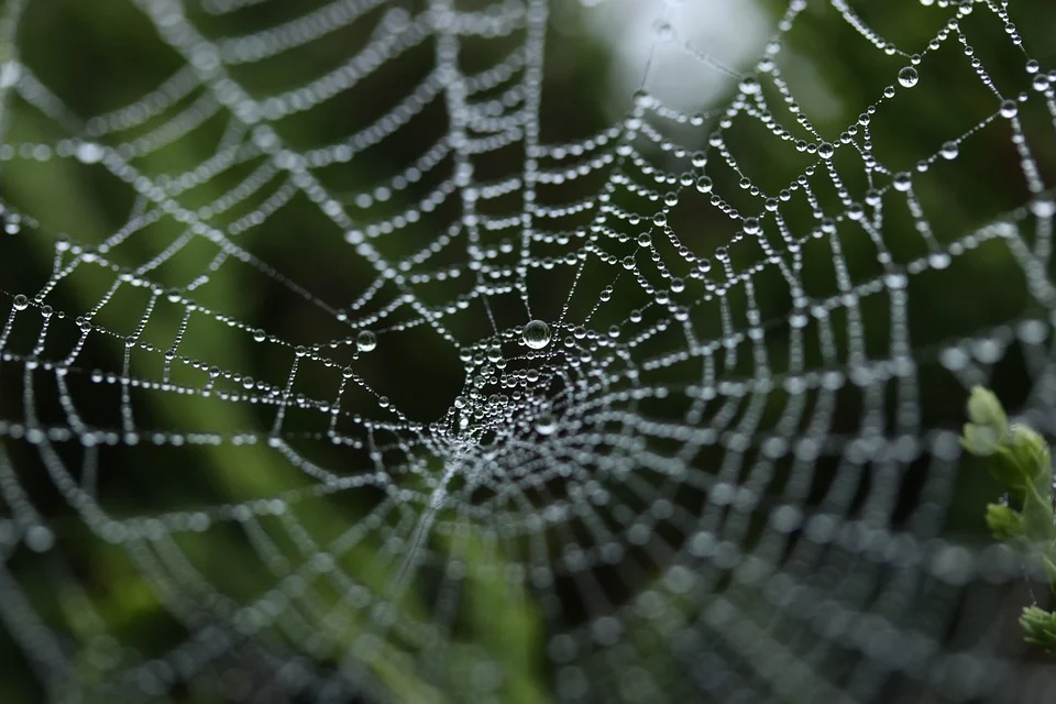 spider-web-1030877_960_720.jpg