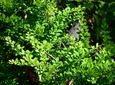 1-Japanese barberry.jpg