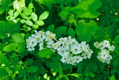1-multifloral rose.jpg