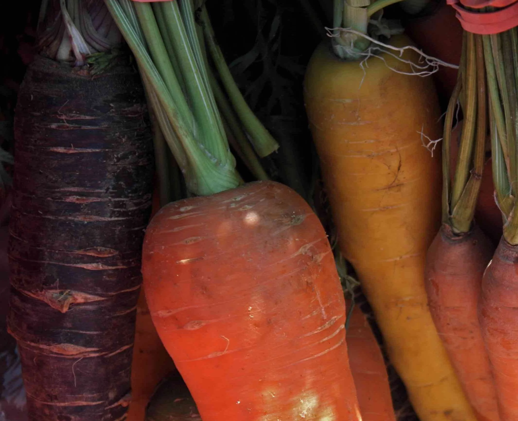 Photo Courtesy of Merrymeeting Food Council 