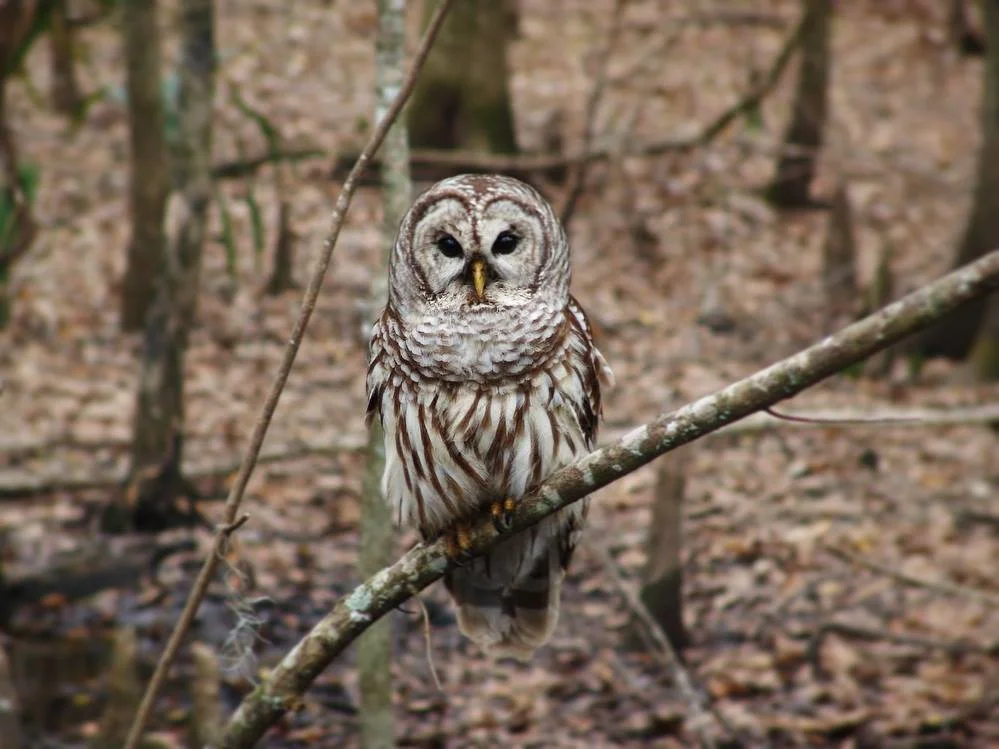 Can you ID this owl? The call sounds like “Who cooks for you? Who cooks for you all?”