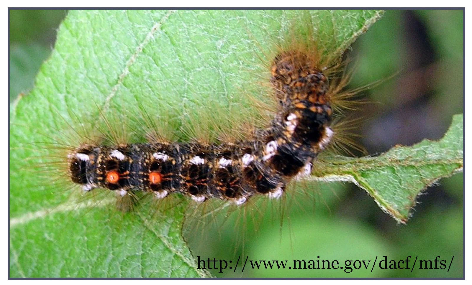 browntail_moth_brochure_Page_1-002.jpg