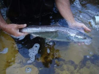 salmon MC.jpg