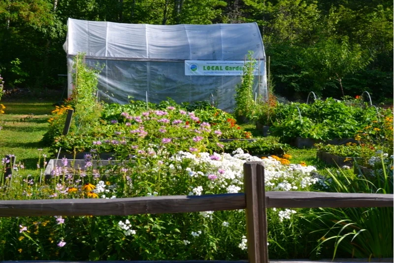 LBurhoe_garden+in+early+Aug+2016+2+copy.jpg