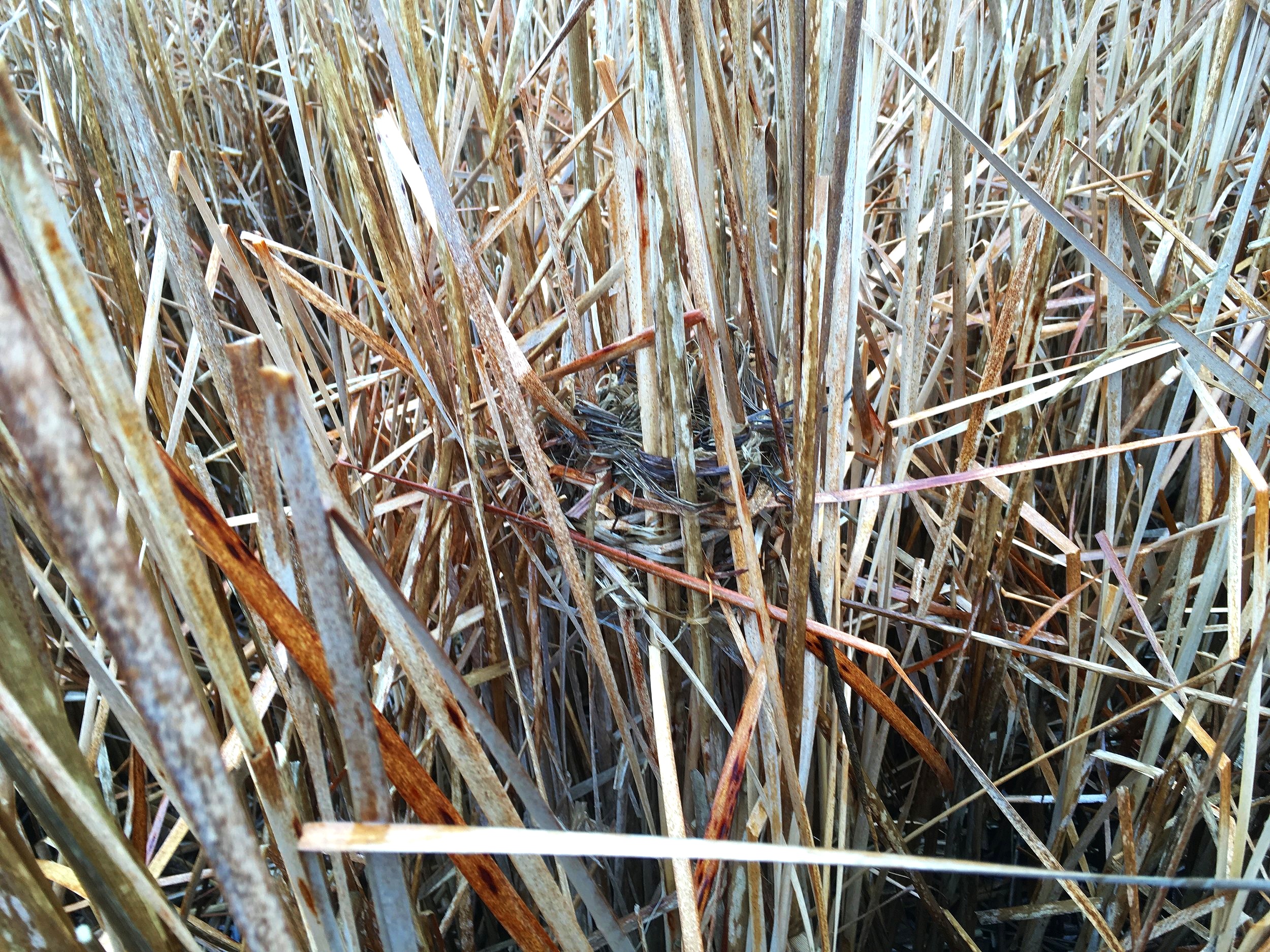 A nest rests in the cattail marsh.