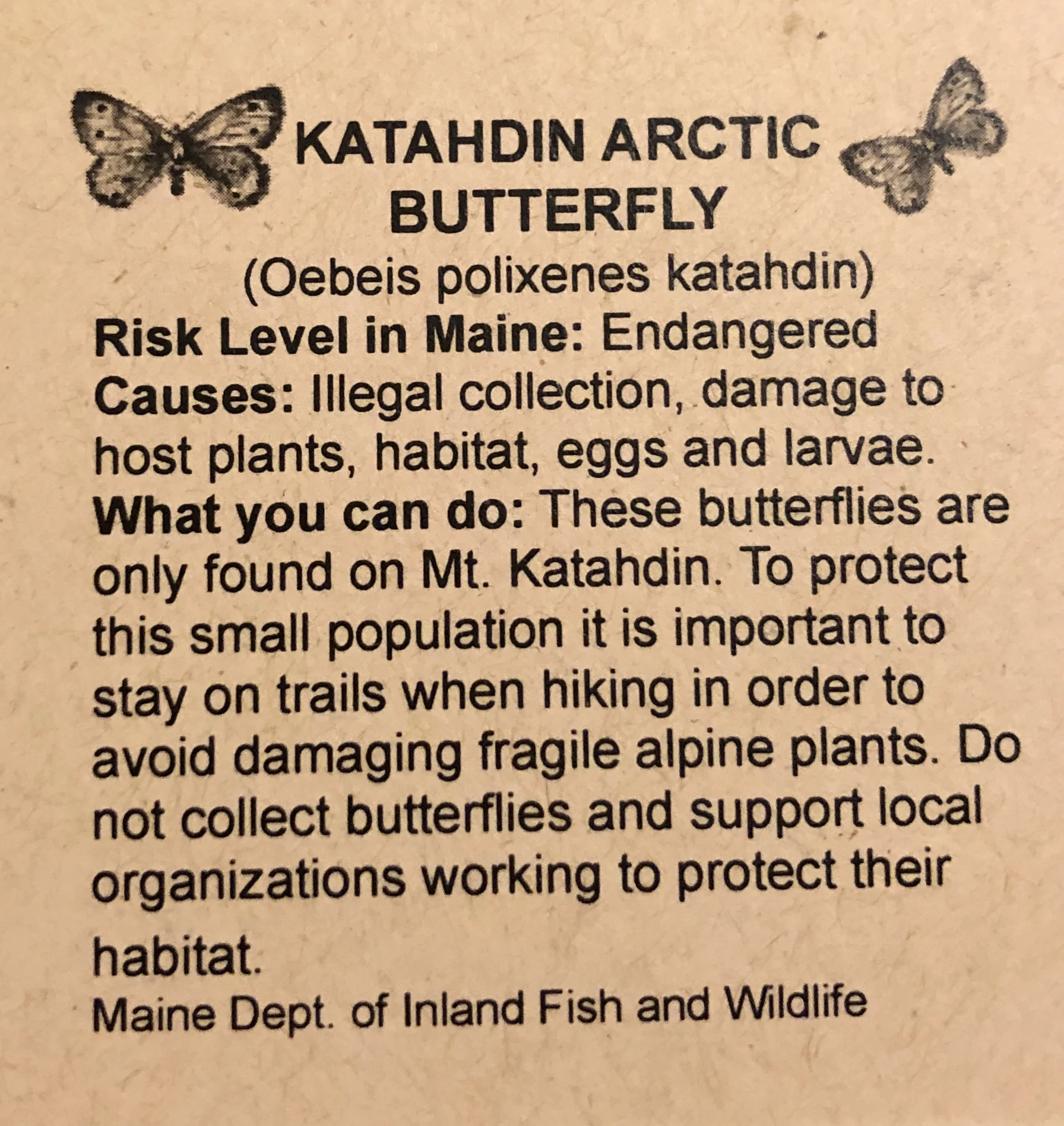 Butterfly.jpg