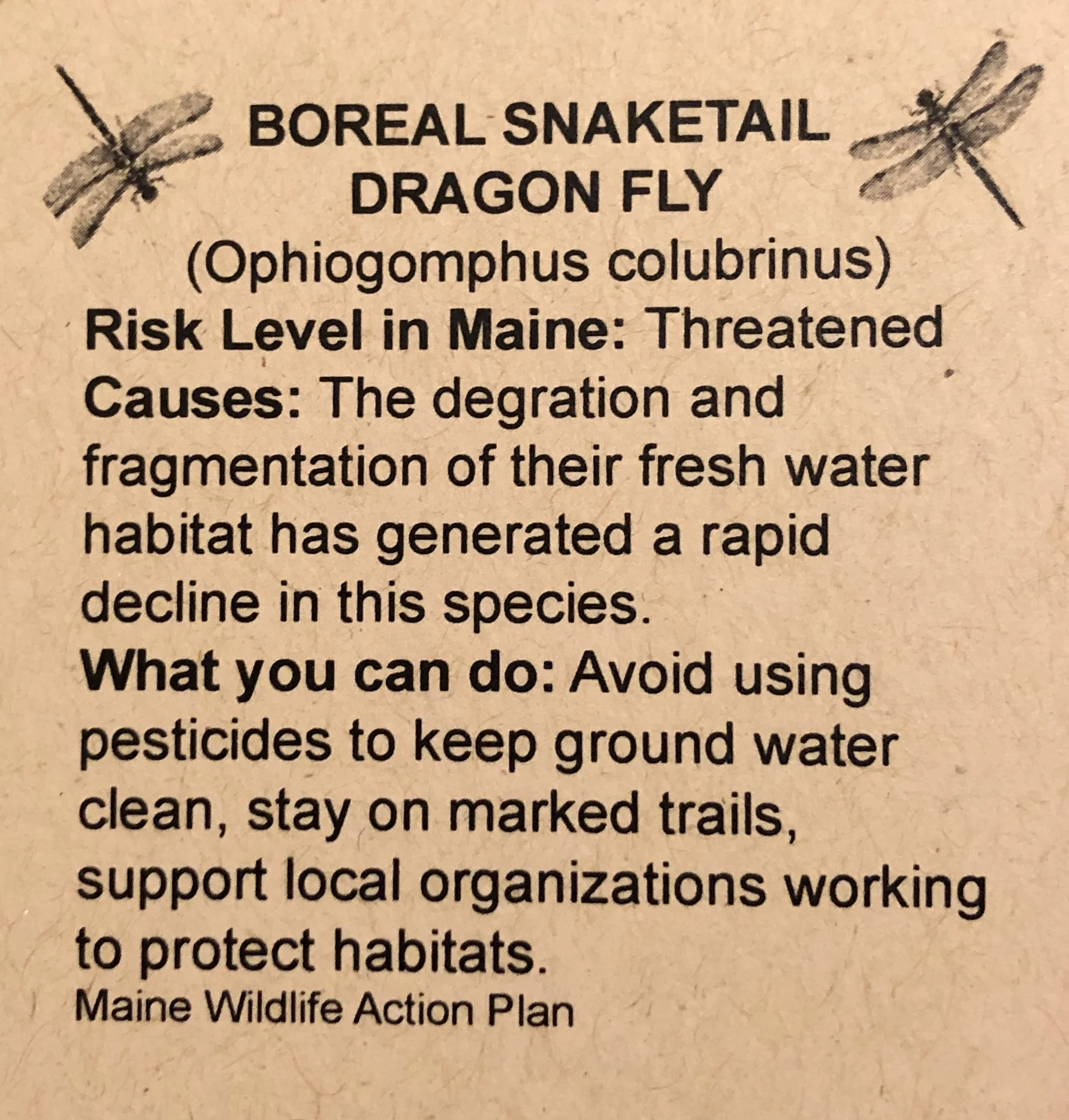 Dragonfly.jpg