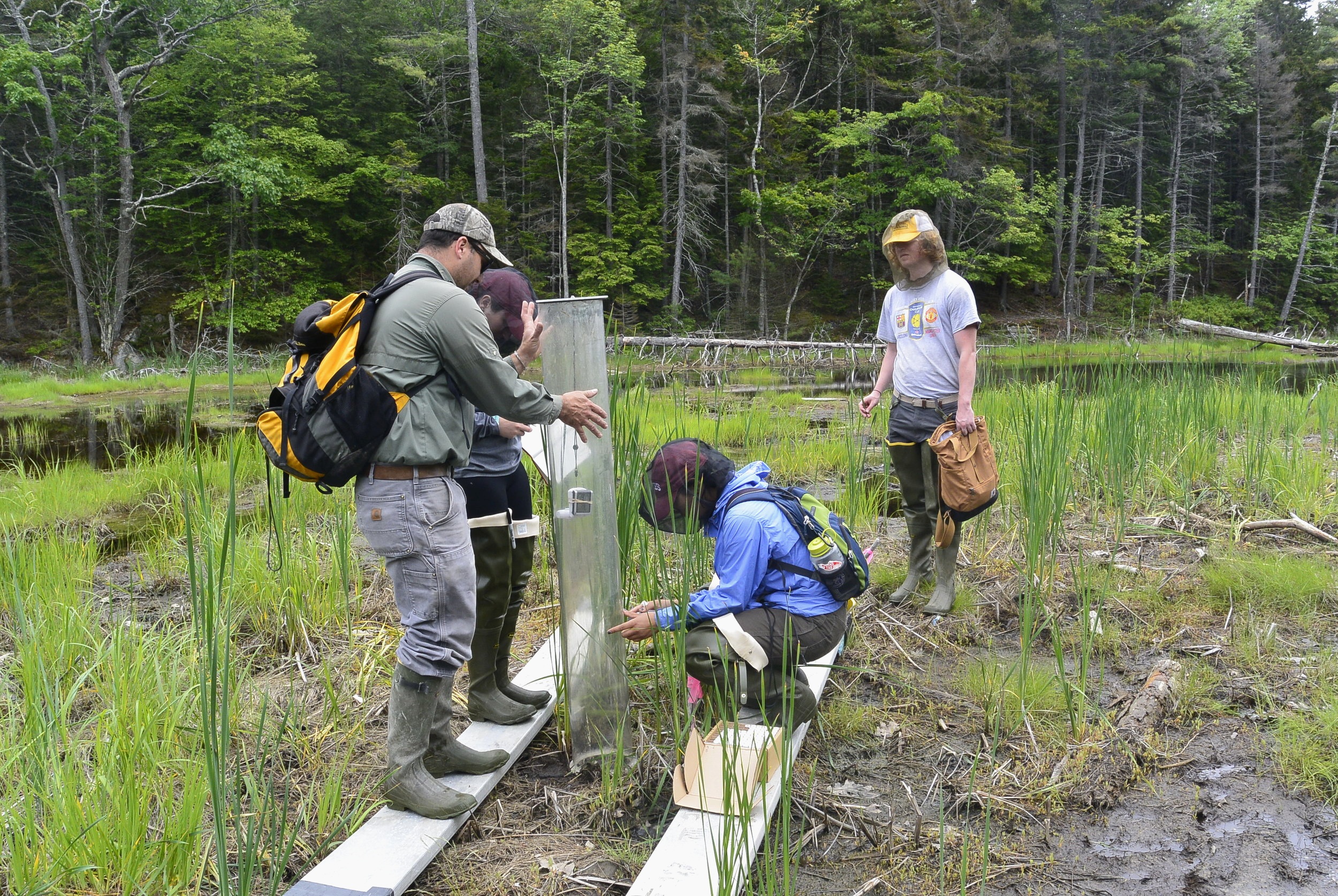 The Bates team carefully conducts their procedure in the marsh.