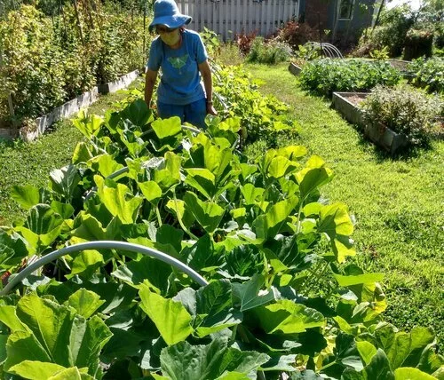 LOCAL Garden Feeding Local Folks