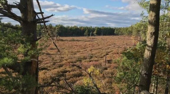 Working Toward Improving Access to Lilly Pond!