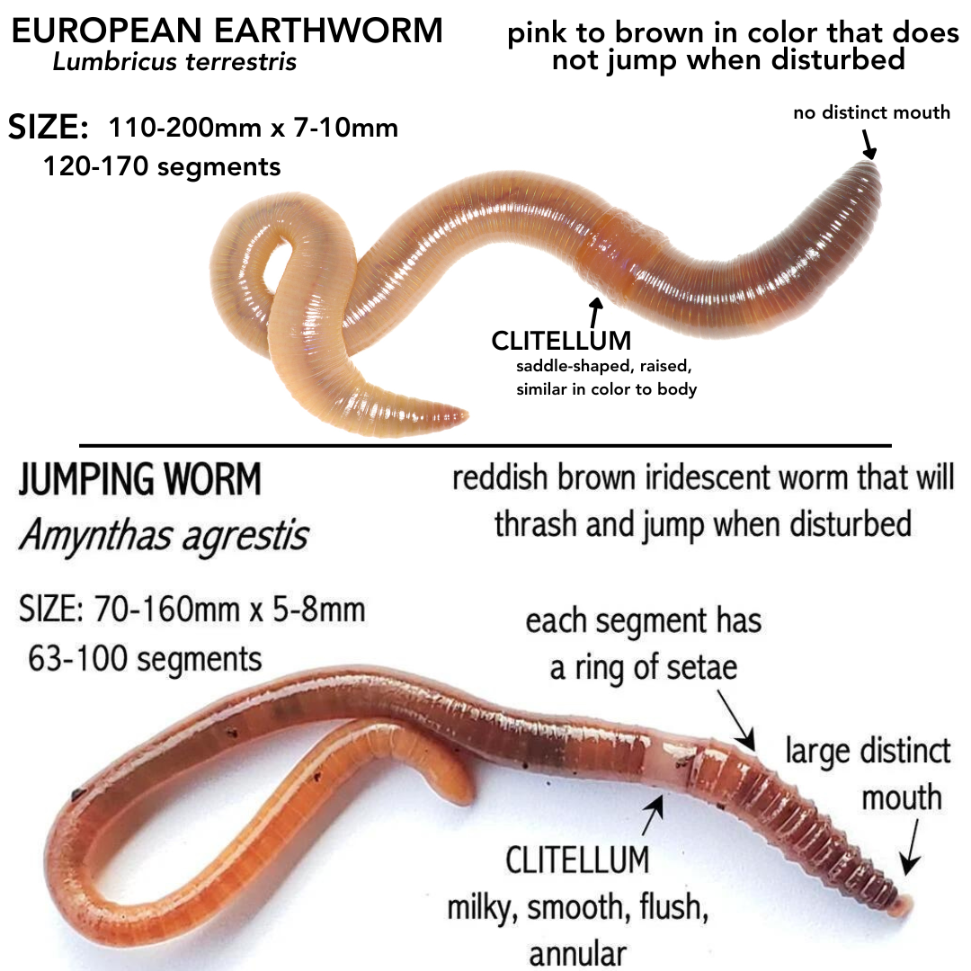 Early Season Closure at LOCAL Garden: Invasive Jumping Worms Found