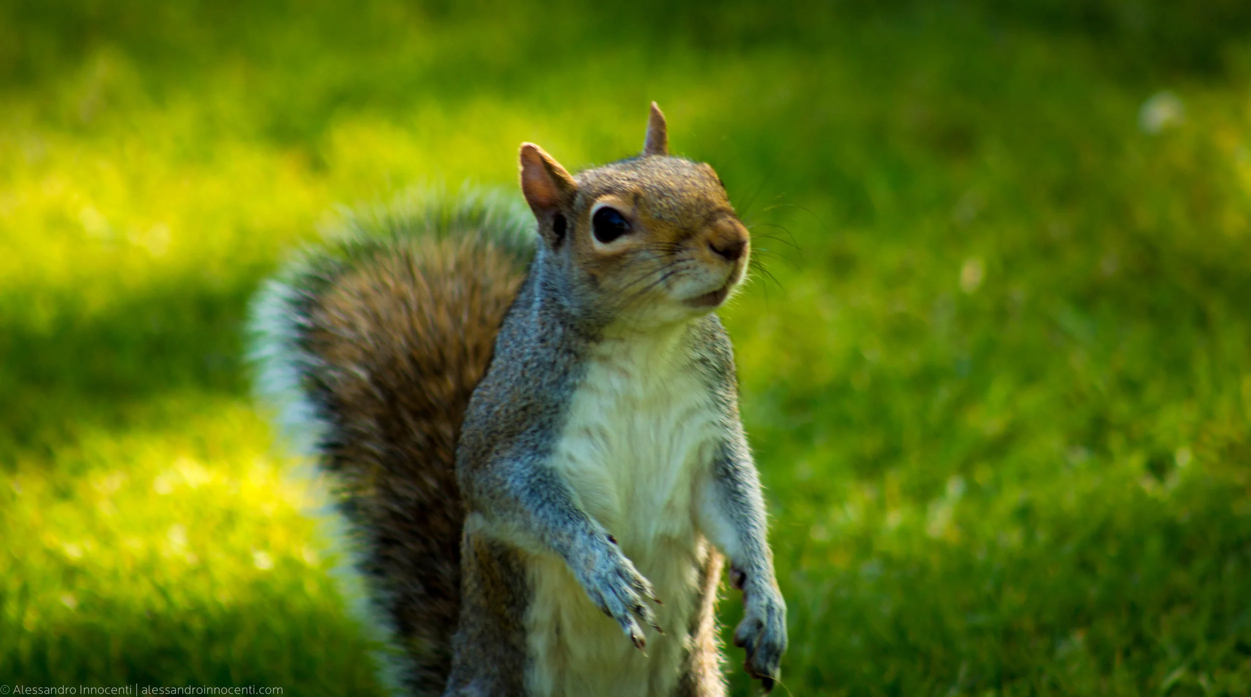 Holland Park, UK
