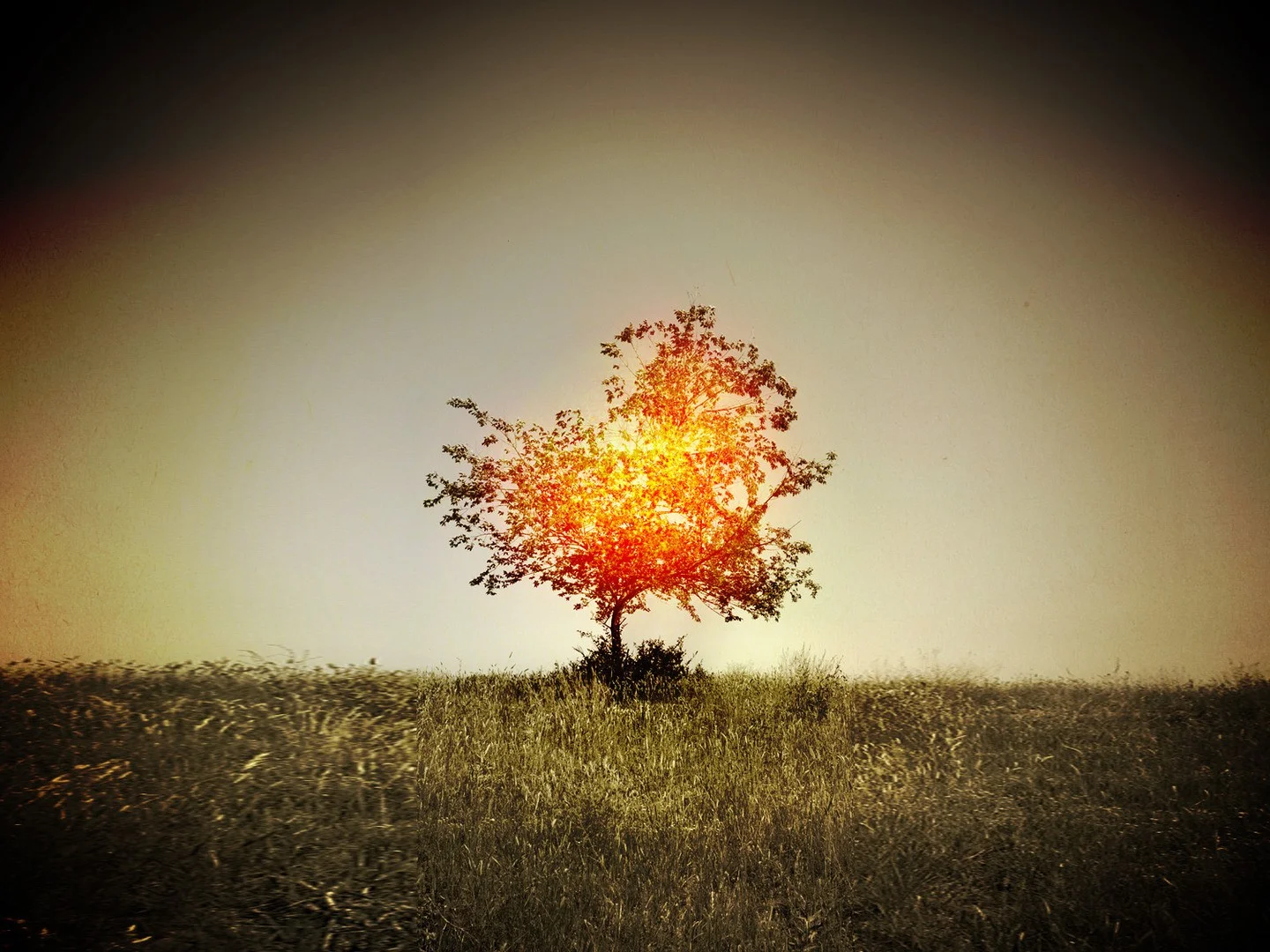 burning bush .jpg