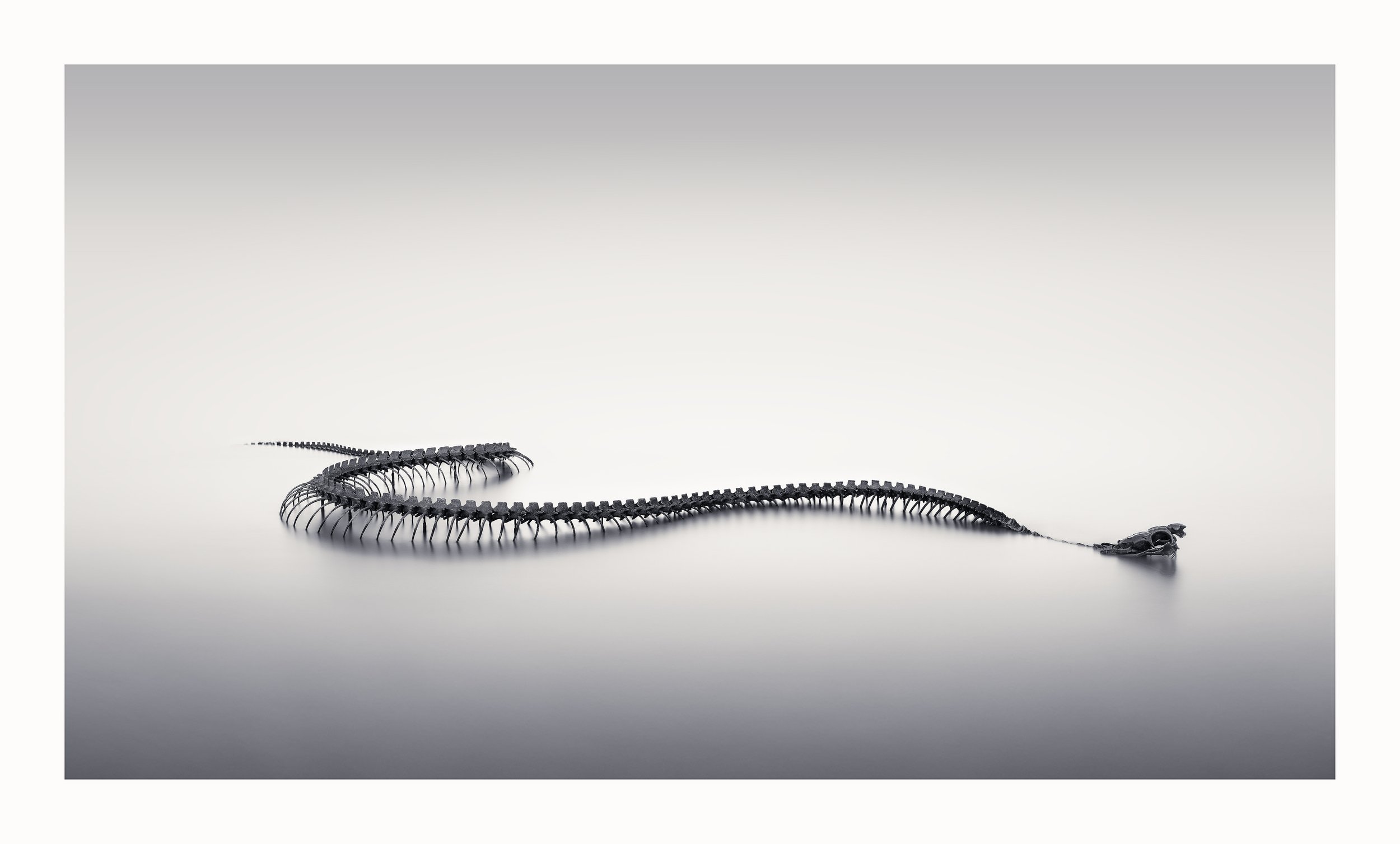 Serpent D'Ocean study 4