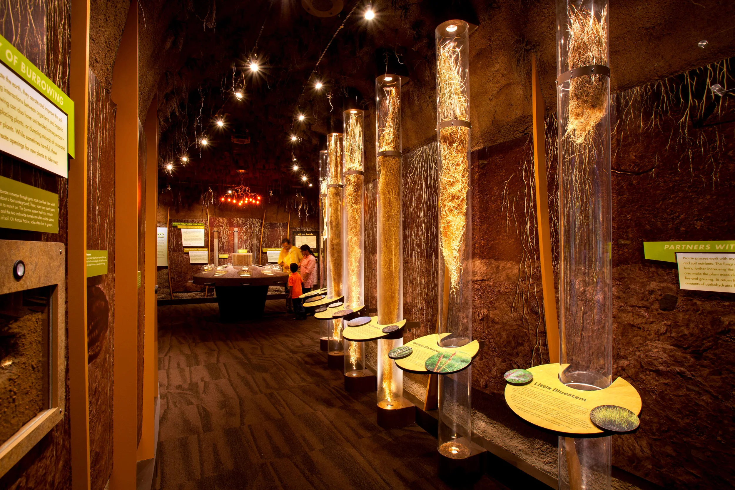 Innovative design allows visitors to learn about the prairie landscape in new ways. Seeing below ground exposes an extensive plant root system that is an integral part of plant health in the “Underground Forest” gallery.