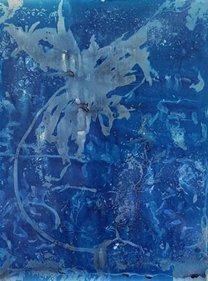 Seaweeds_SeaKelp_VelellaVelella_small.jpg