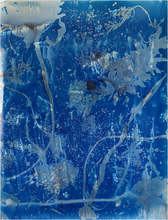 Seaweeds_and_Kelp_2.jpg