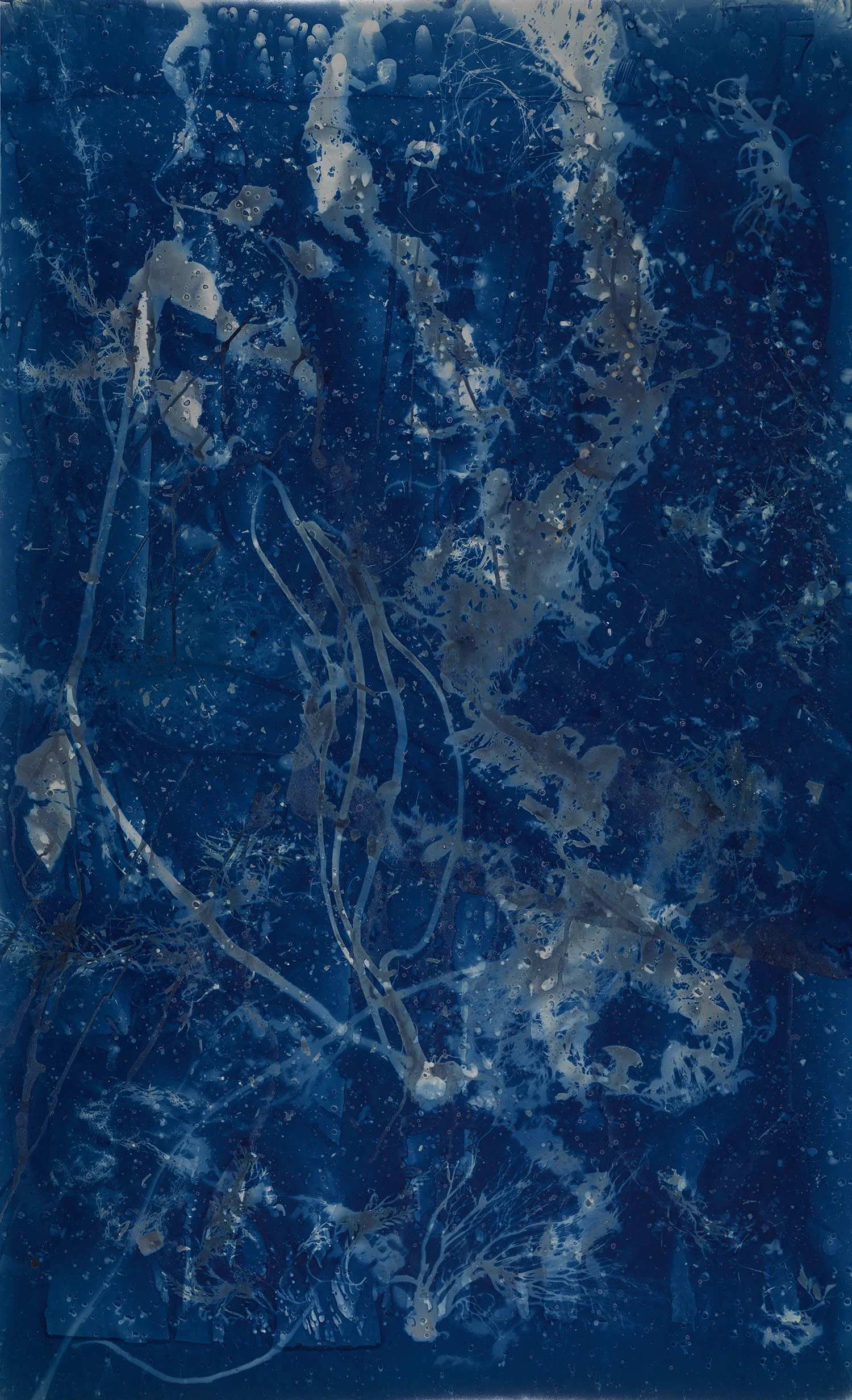 Seaweed4.jpg