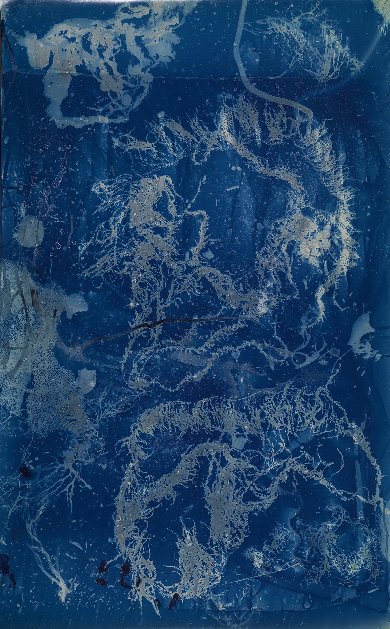 Seaweed_Ocean3.jpg