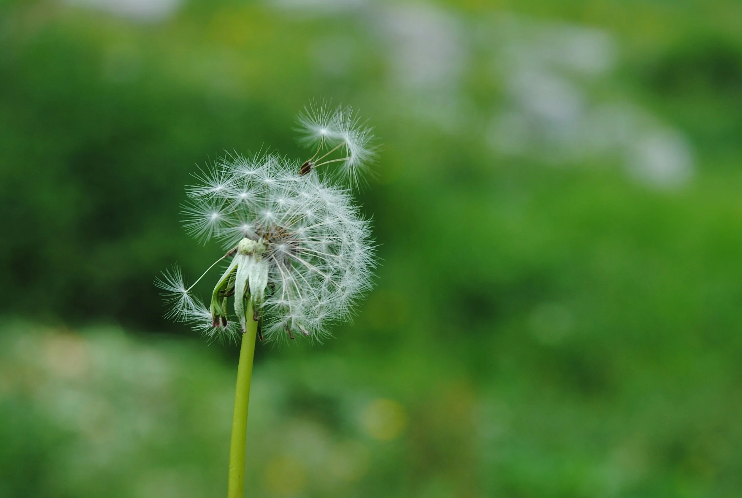 Social Emotional Learning Coach
