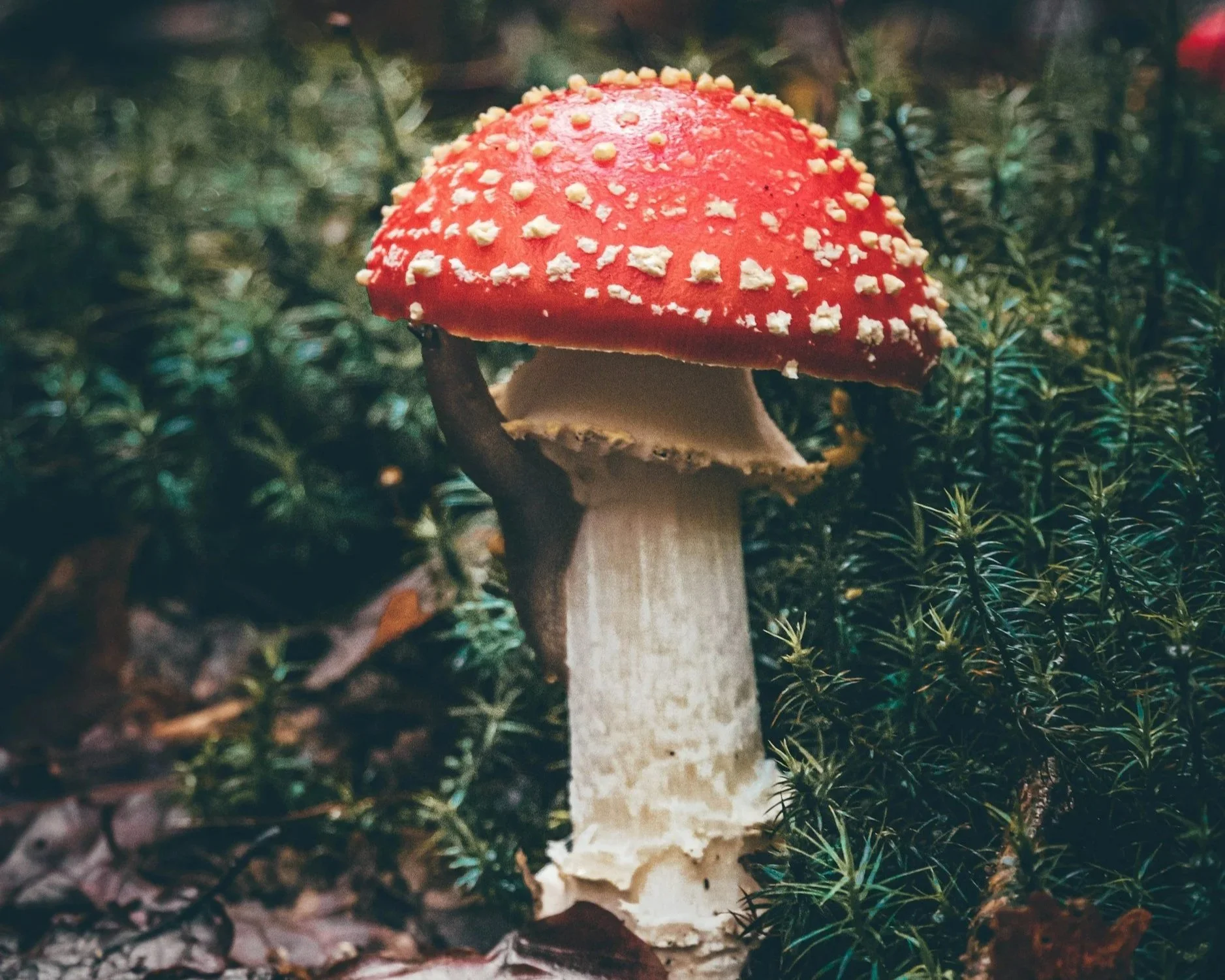 Educator Liaison, Toddler