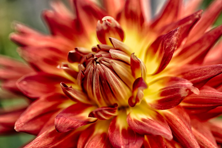 Dahlia on Fire
