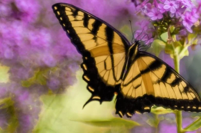 Going+for+the+Nectar.jpg
