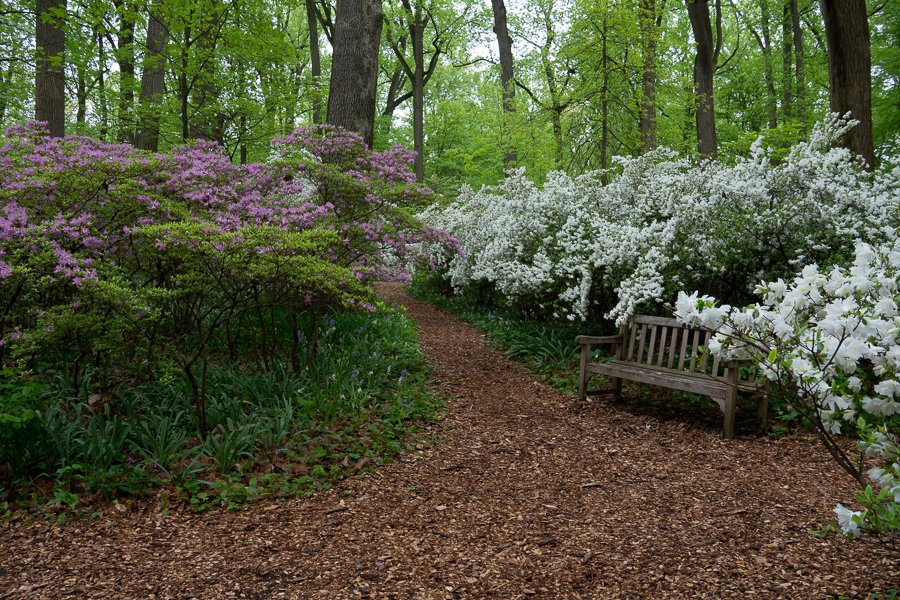 Azalea Pathway