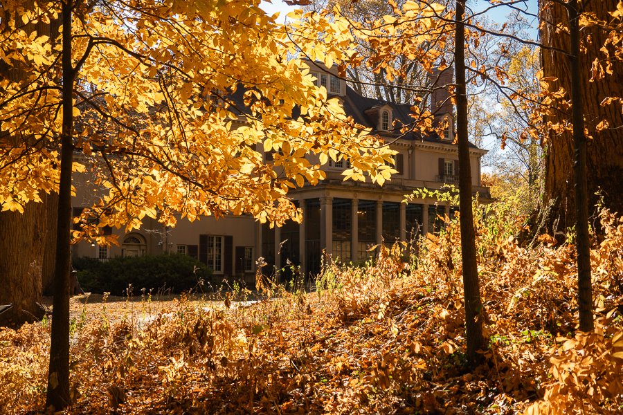 Surrounded by Yellow