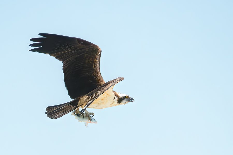 Bald Eagle with Lunch