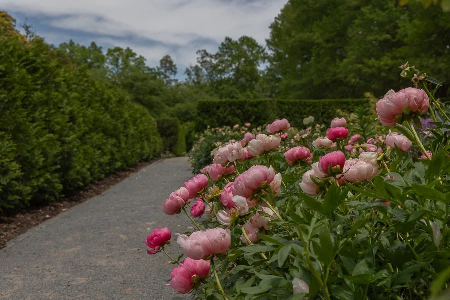 Peony Garden Pathway