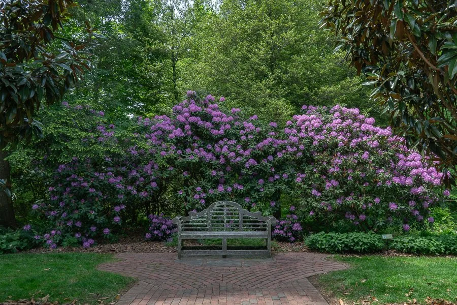 Bench Surrounded by Rhododendron