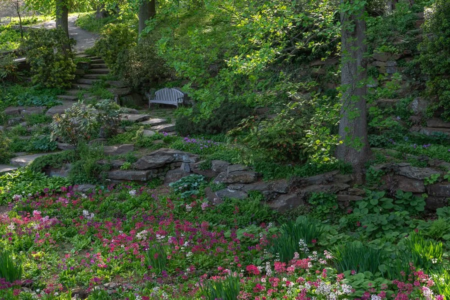 Primrose in the Quarry Garden