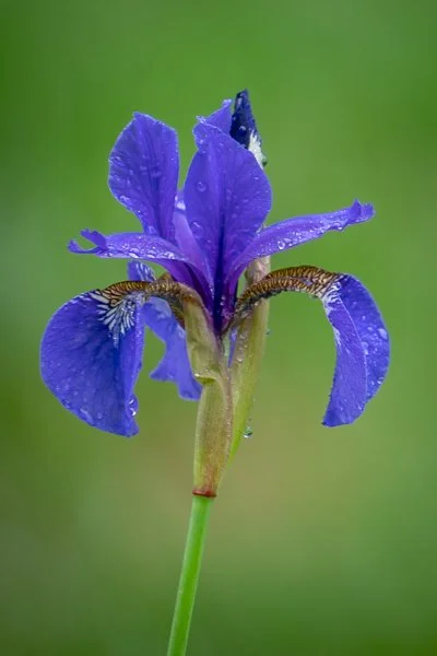 Siberian Blue Iris