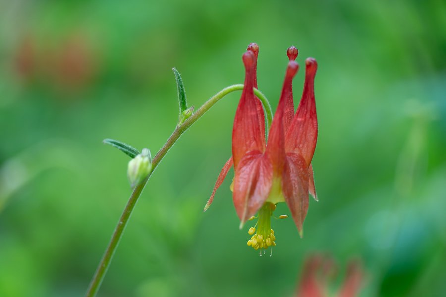 Wild Columbine