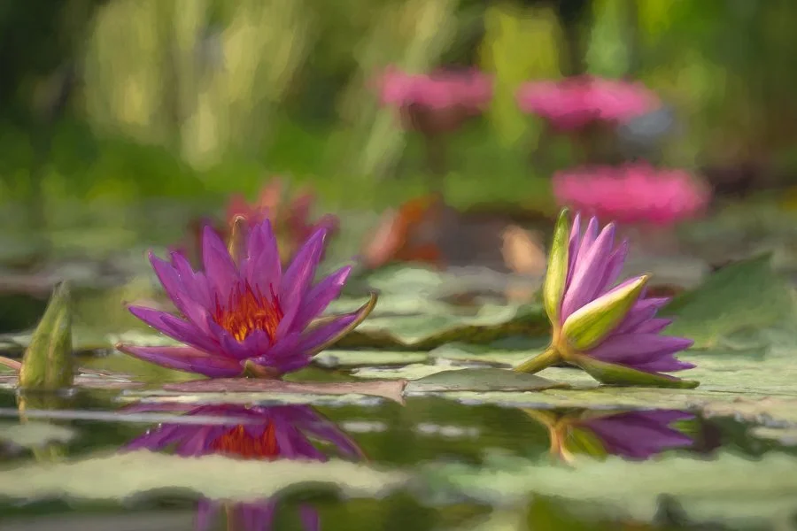 Thinking of Monet