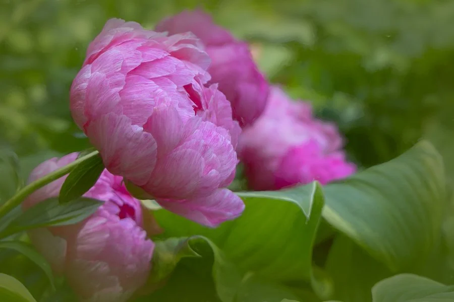 Pretty in Pink
