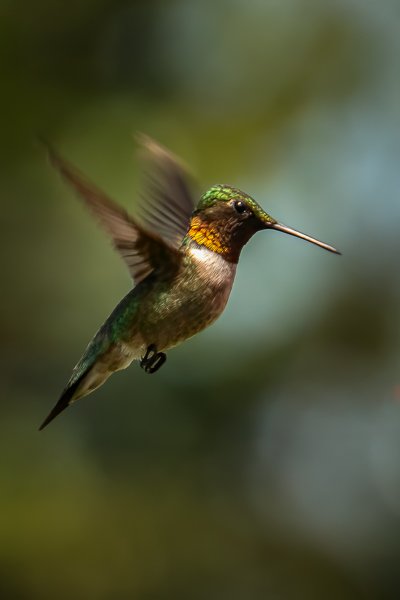 Hummingbird Hovering